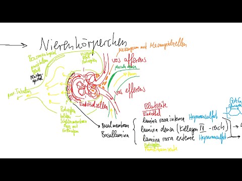 Physiologie: Niere 1 – Grundlagen, funktionelle Anatomie, Prinzip der Filtration