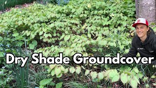 Great Groundcovers - EPIMEDIUM Barrenwort - Grow & Divide