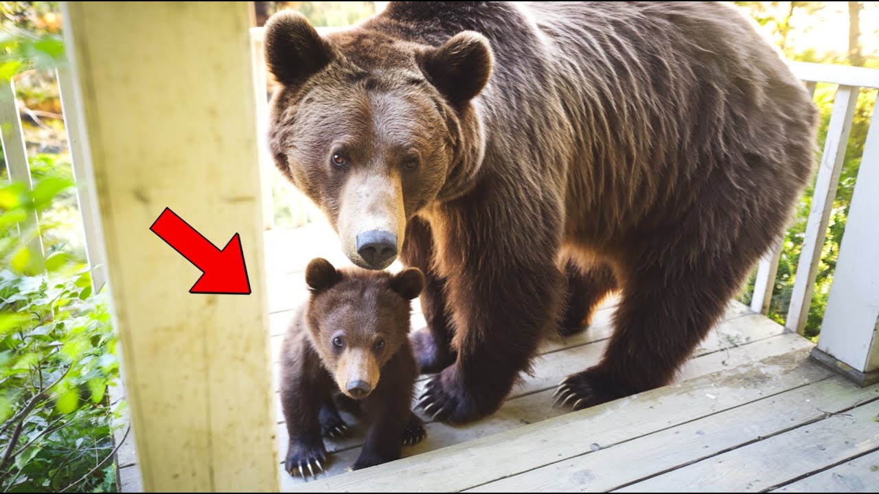 A Man Rescued a Pregnant Bear, And Two Years Later, She Came Back To Him With Her Cubs