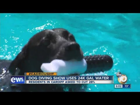 Dog Diving Show Uses 24K Gallons Of Water