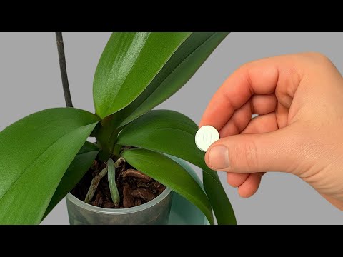 Place under orchids – Roots will grow rapidly and flowers will never stop blooming!