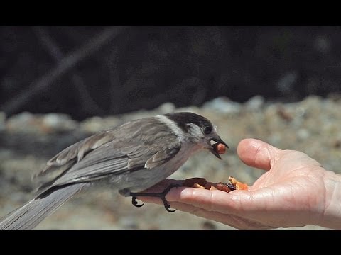ウイスキー・ジャック（グレイ・ジェイ）ハウ・サウンド・クレスト・トレイルでの遭遇 (Whiskey Jack (Gray Jay) Encounter on Howe Sound Crest Trail)