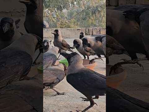 Crows Crowing Happy Crows Crowing Kakka Kaaka Crow #shorts