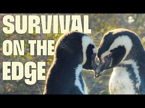 Where Survival Meets the Sea | FULL DOCUMENTARY | Wild Argentina | @UltimateNatureDocs
