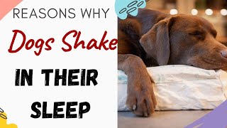 Why Does My Dog Shake In His Sleep? (Answered)