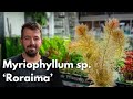 Myriophyllum sp. ‘Roraima’ | Liquid Nature Pflanzenvorstellung