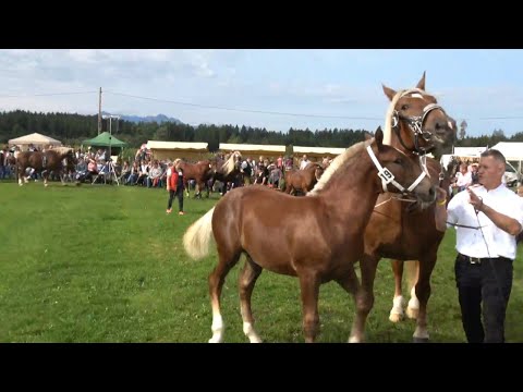 South German Coldblood Foal Auction in Traunstein / Alterfing 2025
