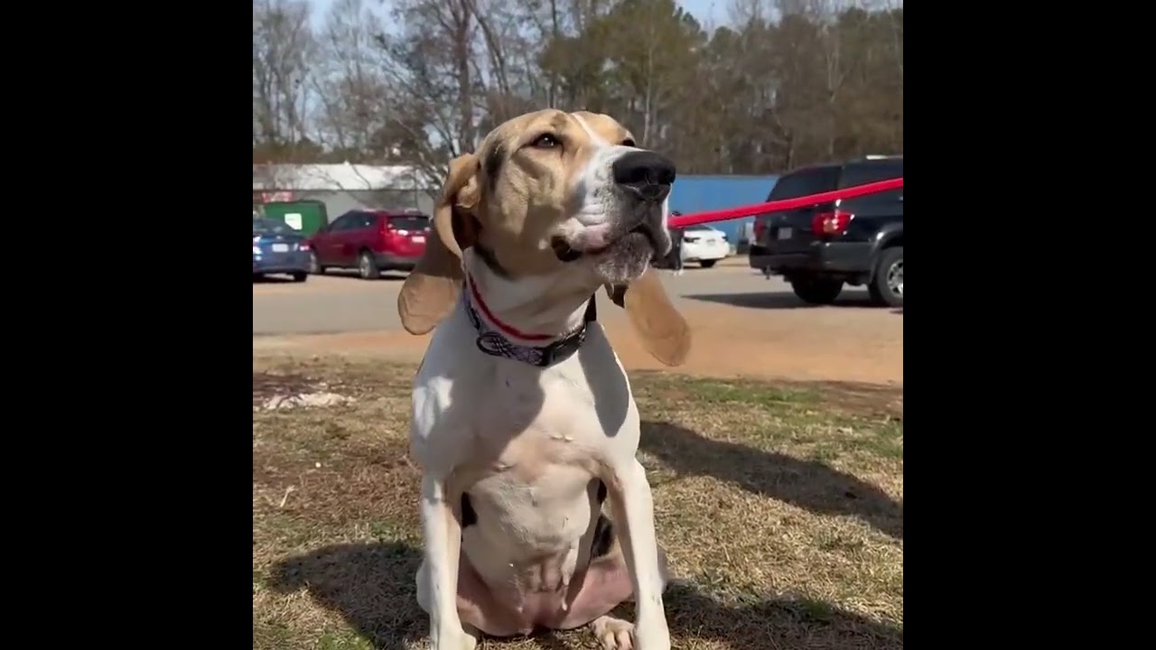 Enlarge Tulip, a Adoptable mixed breed in Jamaica Plain, MA video 6/6
