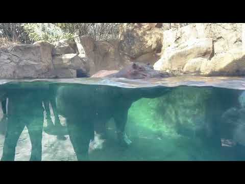 Sound On! Fiona and Tucker - Cincinnati Zoo