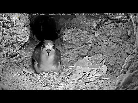 200107 Live Endangered Bermuda Cahows - (更正)Dad回來了 (Correct)Dad is back