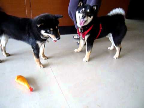 尾巴就是要這樣搖的(原發表者:巧克力家)(影片)