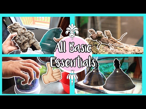 How to Care for HATCHLING Bearded Dragons! | The BASICS!