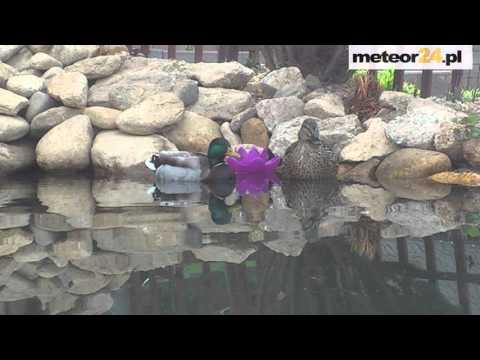 Pokoje Gościnne Górski Raj - Świeradów Zdrój meteor24.pl