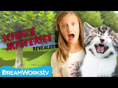Why Do Cats Hate Everyone? | SCIENCE MYSTERIES REVEALED
