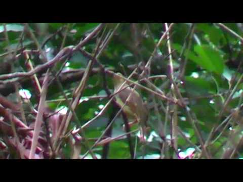 Pavučiarka okuliarnatá (Arachnothera flavigaster) — spev a hlas v prírode