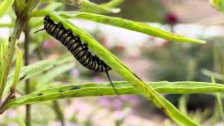 Monarch caterpillars