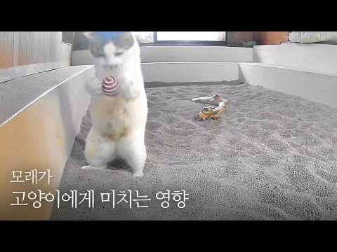 아기고양이로 되돌아간 어미 냥이