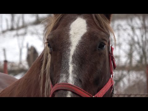 Caii lui Mirel de la Tauti, Cluj - 2020 Nou!!!