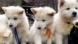 Video preview image #1 German Shepherd Dog Puppy For Sale in WASHINGTON, NJ, USA