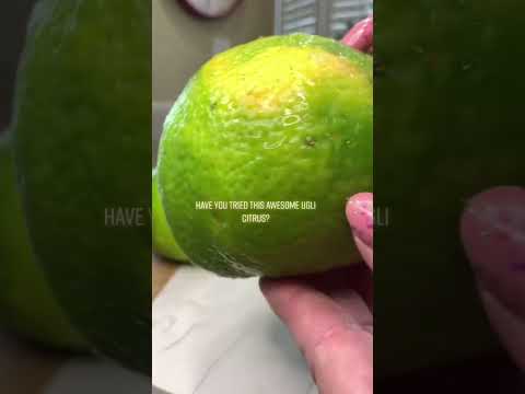 Have you tried the Ugli fruit, also called the Jamaican Tangelo.