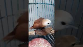 Download lagu Burung EMPRIT KAJI JANTAN DAN BETINA LAGI ENAK ENAK 🐦🕊🦅 mp3