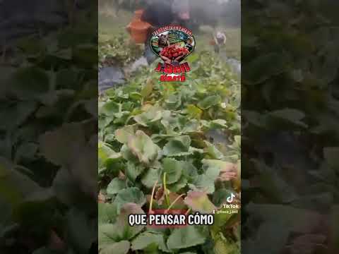 Juntos somos mas! #agricultura #plantas #frutas #fruver #parati #fypviral #sibate #campo