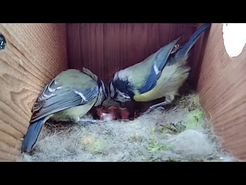 10th May 2021 -  Chicks hatching - Blue tit nest box live camera highlights