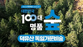 [#100대명품숲] 크리스마스 트리로 유명한 나무 #무주_덕유산_독일가문비숲
