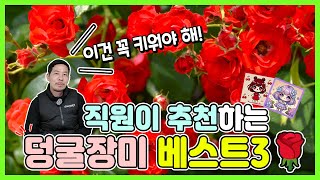 이건 꼭 키워야 해! 직원이 추천하는 사계덩굴장미 베스트3 