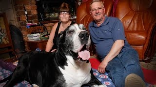 Giant Dog Weighs 15 Stone