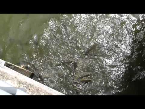 IOI 2011 - Feed the Smaller Fish