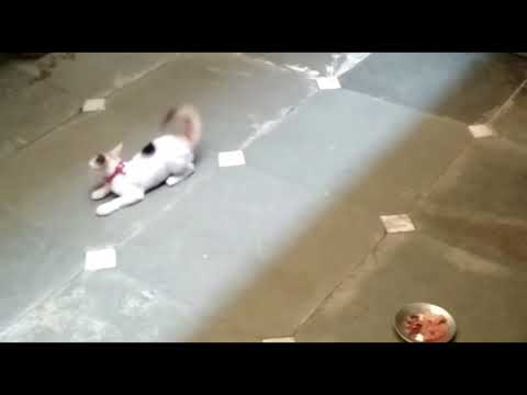 Funny cat dancing video