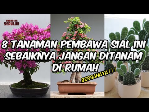 <p>8 Tanaman Pembawa Sial ini Sebaiknya Jangan Ditanam Di Rumah</p>
<p>👇👇👇</p>
<p> Tanaman pembawa sial, apakah fakta atau cuma mitos belaka? Percaya atau tidak, namun banyak yang menganggap hal ini sebagai sebuah fakta yang tak bisa diabaikan. Menurut Anda bagaimana? Mereka yang percaya terutama mendasarkan kepercayaannya pada filosofi dari ilmu feng shui serta Vastu Shastra yang terkenal di seluruh dunia. Segala sesuatu menurut filosofi tersebut dikatakan akan membawa keberuntungan atau kemalangan, termasuk juga soal jenis tanaman yang membawa sial. Bahkan, ada juga beberapa jenis tanaman pembawa sial menurut Islam yang sebaiknya dihindari, Jika Anda tidak ingin tertimpa sial dan kemalangan, maka sebaiknya hindari menanam 8 jenis tanaman pembawa sial berikut ini ya.<br />
-----------------------------------------------------------------------------------------------------------------------------<br />
1. Pohon Kaktus<br />
2. Pohon Bonsai<br />
3. Pohon Asam Jawa<br />
4. Pohon Kapas<br />
5. Pohon Bougenville<br />
6. Pohon Pepaya<br />
7. Pohon Anggur<br />
8. Tanaman Mati<br />
-----------------------------------------------------------------------------------------------------------------------------<br />
Nah,,, tadi itulah 8 Tanaman Pembawa Sial Ini Sebaiknya Jangan Ditanam Di Rumah yg telah TS Channel bahas.<br />
-----------------------------------------------------------------------------------------------------------------------------<br />
jadi, apakah dirumah kalian ada salah satu tanaman pembawa sial ini???<br />
-----------------------------------------------------------------------------------------------------------------------------<br />
JANGAN LUPA COMENT LIKE SHARE AND SUBSCRIBE nya ya guyss!!!<br />
#TRENDING_SEPULUH</p>
<p>8 Tanaman Pembawa Sial ini Sebaiknya Jangan Ditanam Di Rumah</p>
<p>👇👇👇</p>
<p> Tanaman pembawa sial, apakah fakta atau cuma mitos belaka? Percaya atau tidak, namun banyak yang menganggap hal ini sebagai sebuah fakta yang tak bisa diabaikan. Menurut Anda bagaimana? Mereka yang percaya terutama mendasarkan kepercayaannya pada filosofi dari ilmu feng shui serta Vastu Shastra yang terkenal di seluruh dunia. Segala sesuatu menurut filosofi tersebut dikatakan akan membawa keberuntungan atau kemalangan, termasuk juga soal jenis tanaman yang membawa sial. Bahkan, ada juga beberapa jenis tanaman pembawa sial menurut Islam yang sebaiknya dihindari, Jika Anda tidak ingin tertimpa sial dan kemalangan, maka sebaiknya hindari menanam 8 jenis tanaman pembawa sial berikut ini ya.<br />
-----------------------------------------------------------------------------------------------------------------------------<br />
1. Pohon Kaktus<br />
2. Pohon Bonsai<br />
3. Pohon Asam Jawa<br />
4. Pohon Kapas<br />
5. Pohon Bougenville<br />
6. Pohon Pepaya<br />
7. Pohon Anggur<br />
8. Tanaman Mati<br />
-----------------------------------------------------------------------------------------------------------------------------<br />
Nah,,, tadi itulah 8 Tanaman Pembawa Sial Ini Sebaiknya Jangan Ditanam Di Rumah yg telah TS Channel bahas.<br />
-----------------------------------------------------------------------------------------------------------------------------<br />
jadi, apakah dirumah kalian ada salah satu tanaman pembawa sial ini???<br />
-----------------------------------------------------------------------------------------------------------------------------<br />
JANGAN LUPA COMENT LIKE SHARE AND SUBSCRIBE nya ya guyss!!!<br />
#TRENDING_SEPULUH</p>