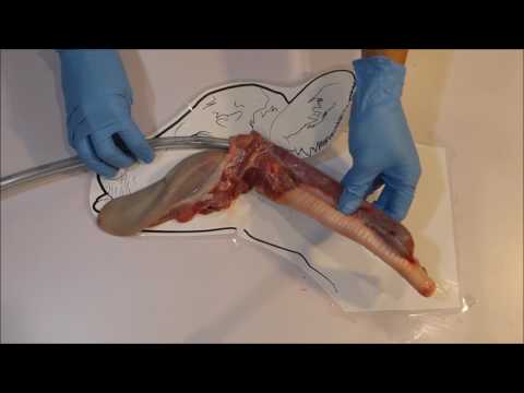 Calf Tube Feeding Anatomy Tutorial, Trusti Tuber, Flexi Tuber