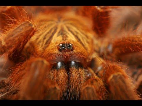 Richtige Fütterung von Vogelspinnen / Exotik Tv