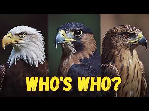 Eagle, Falcon, or Hawk? A Complete Guide to Distinguishing These Birds of Prey.