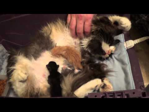 Getting Mama Cat To Reclaim Rejected 4 Day Old Newborn Kittens! Foster Litter #8