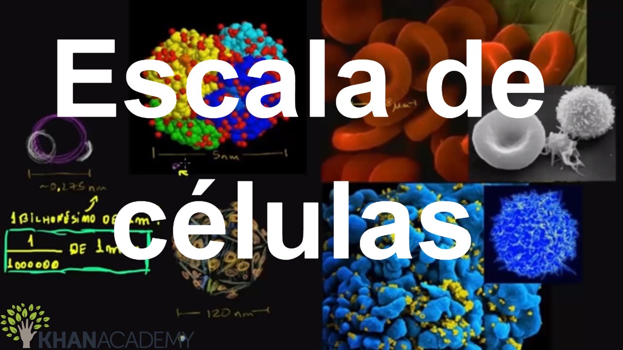Escala de células | Estrutura celular | Biologia | Khan Academy