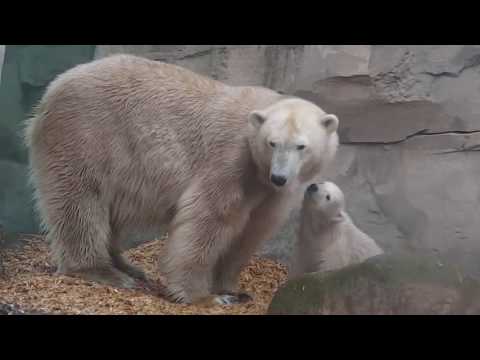 Eisbären Mama Valeska mit Baby Lili   Zoo Bremerhaven   Part II