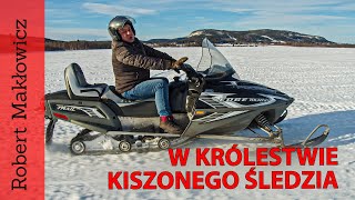 W królestwie kiszonego śledzia (odc. 36)