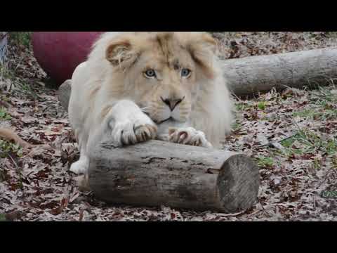 White Lions - Basa and Xonga