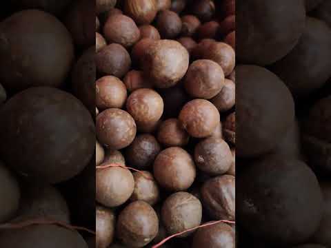 Whole Macadamia Nuts Seeds, Packaging Size: 5 To 30 kg