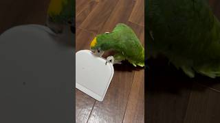 遊ぶインコA parrot playing.#キビタイボウシインコ #インコ #かわいい #鳥 #動物 #癒し #parrot #cute #birds #animals