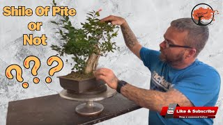 Is It Starting To Look like A Bonsai - Ligustrum (Privet)(2024)
