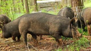 How to Load Pigs Like a Pro (No Escapes!)