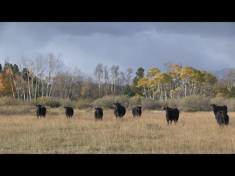 The Angus Report, Oct. 1, 2018: Full Episode