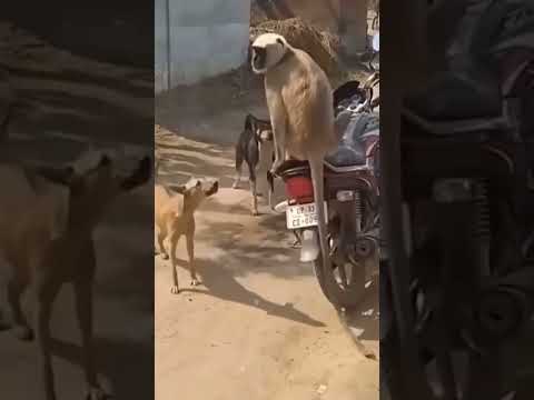 Dogs Funny #shorts #comedy#trending #dogs 1