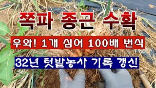 [텃밭농부 1,892] 우와! 1개 심어 100배로 번식한 쪽파 종근 수확 #쪽파재배