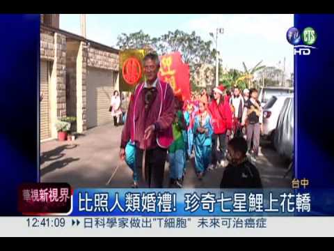 喜結連"鯉"! 珍奇七星鯉辦婚禮