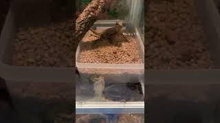 今日のマイクとキャシー🦎